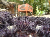 urchin galore