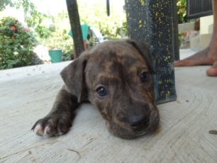 Pitbull puppy