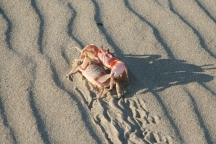crab mating dance